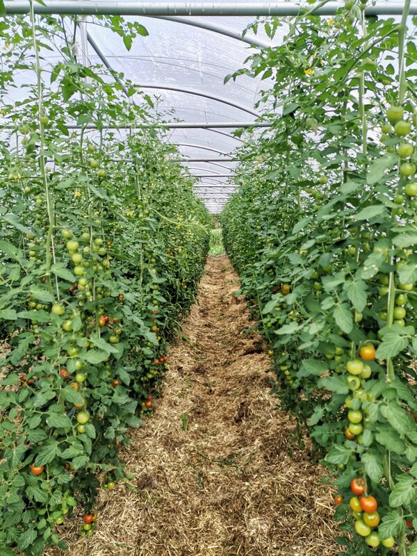 Bild vergr&ouml;&szlig;ern: Kirschtomaten