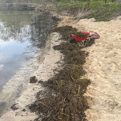Bild vergr&ouml;&szlig;ern: Uferbereich der Badestelle während des Frühjahrsputzes: Eine Schubkarre voller Algen und Pflanzenreste steht im Sand, frisch gereinigter Strandabschnitt entlang des Wassers.