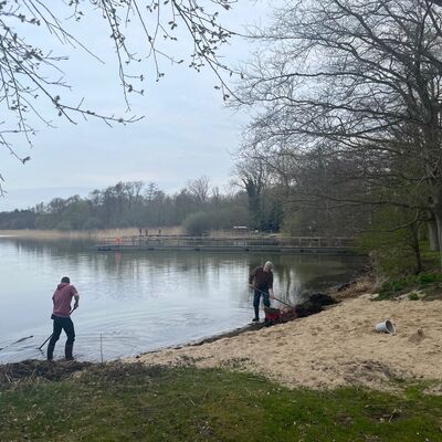 Bild vergr&ouml;&szlig;ern: Zwei Männer bei Reinigungsarbeiten an einem flachen Seeufer. Während einer im flachen Wasser steht, harkt der andere Schilf und Ablagerungen am sandigen Strand zusammen. Im Hintergrund erstreckt sich ein langer Holzsteg über das ruhige Wasser vor einer dichten Waldkulisse.