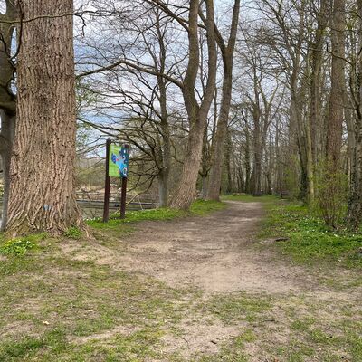 Bild vergr&ouml;&szlig;ern: Ein unbefestigter Wanderweg führt zwischen hohen, alten Bäumen am Seeufer entlang. Am Wegrand stehen Informationstafeln für Besucher. Der Boden ist mit ersten Frühlingsblumen bedeckt, und links blitzt zwischen den Baumstämmen das Wasser des Sees hervor.