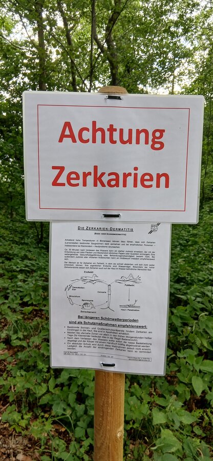 Bild vergr&ouml;&szlig;ern: Zerkarien im See