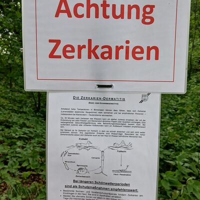 Zerkarien im See